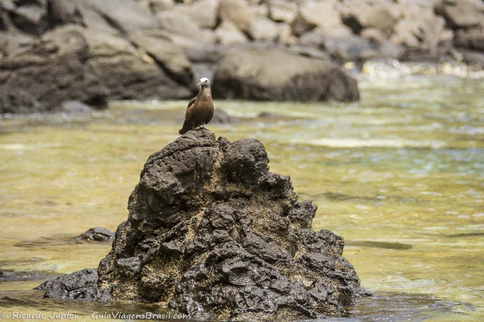 Imagem de um pássaro no topo de uma pedra na Baía dos Porcos.